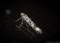 Yponomeuta pustulellus