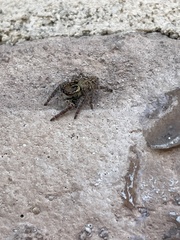 Salticidae