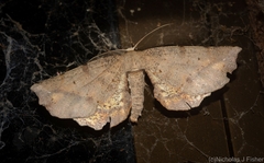 Parepisparis excusata