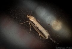 Leptocroca sanguinolenta