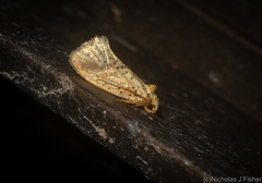 Azaleodes micronipha