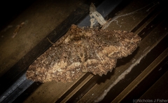 Paradromulia ambigua