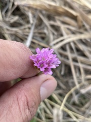 Armeria maritima