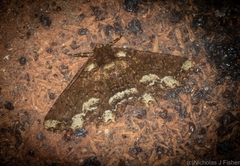 Paradromulia ambigua