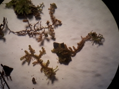 Frullania rostellata