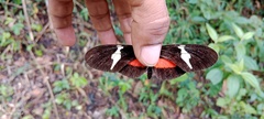 Heliconius clysonymus