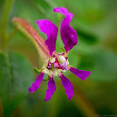 Cuphea calaminthifolia