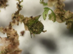 Frullania rostellata