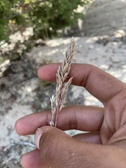 Poa fendleriana
