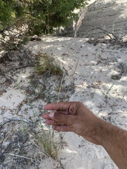 Poa fendleriana