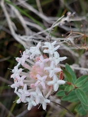 Pimelea hispida