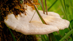 Trametes suaveolens