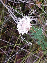 Pimelea hispida