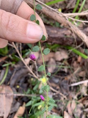 Tetratheca hispidissima