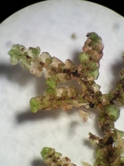 Frullania rostellata