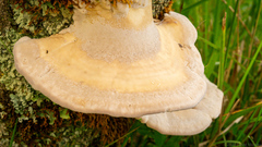 Trametes suaveolens