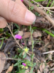 Tetratheca hispidissima