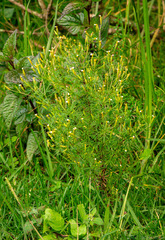 Tagetes filifolia