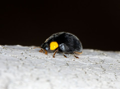 Apolinus lividigaster