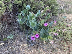 Mirabilis multiflora pubescens