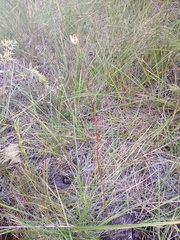 Lilium parryi