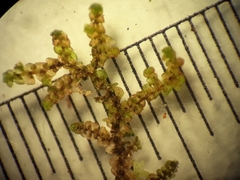 Frullania rostellata