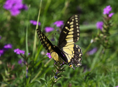 Papilio polyxenes rudkini