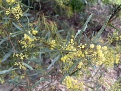 Acacia provincialis