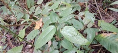 Piper tuberculatum