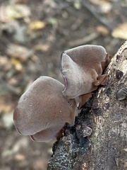 Auricularia angiospermarum