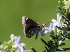 Hesperopsis libya
