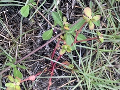 Portulaca oleracea