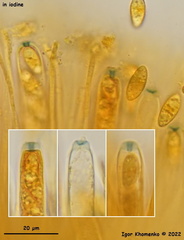 Lanzia luteovirescens