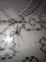 Tetragnathidae