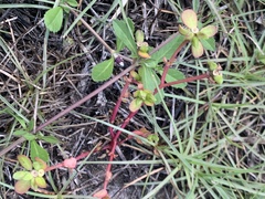 Portulaca oleracea