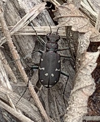 Cicindela duodecimguttata