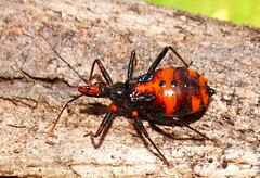 Havinthus rufovarius