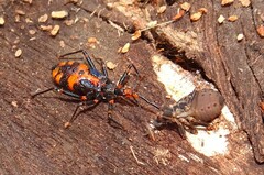 Havinthus rufovarius