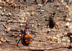 Havinthus rufovarius