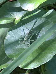 Insara elegans