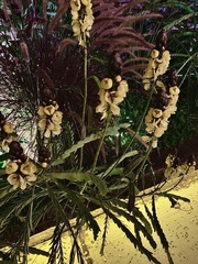 Senna didymobotrya