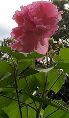 Hibiscus mutabilis