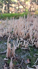 Clavaria