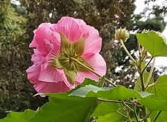 Hibiscus mutabilis