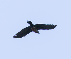 Melanerpes lewis