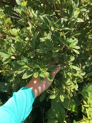 Rhododendron pilosum