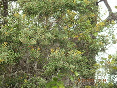 Lyonia ferruginea
