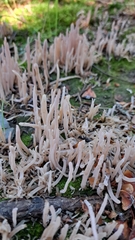 Clavaria