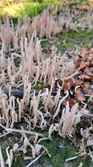 Clavaria