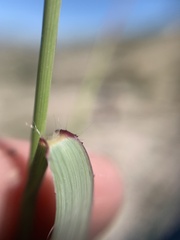 Bouteloua curtipendula